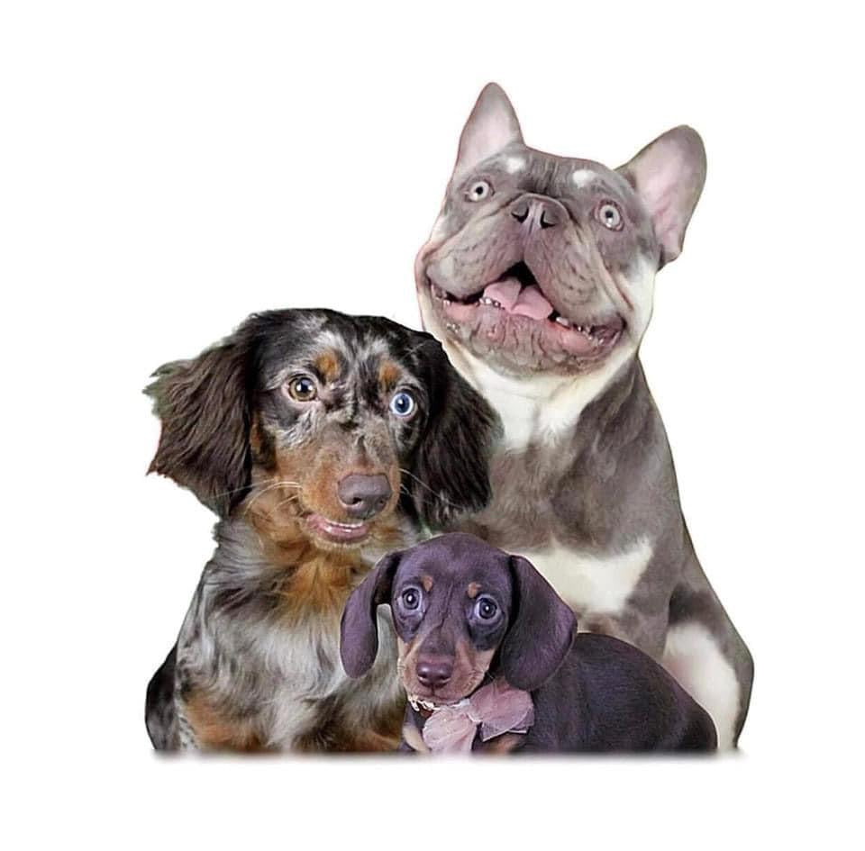 Pet Edit - A4 Print & Framed